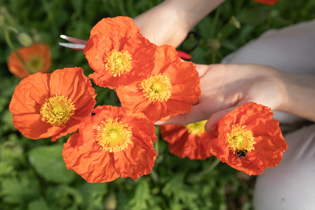 Unikko Champagne Bubbles Orange, Loukykvět