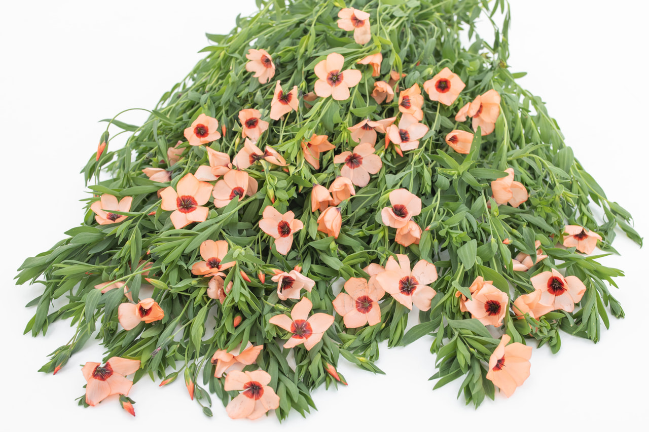 Punapellava Charmer Salmon, Loukykvět