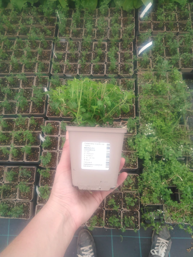 Kivikkokäenminttu - 2024