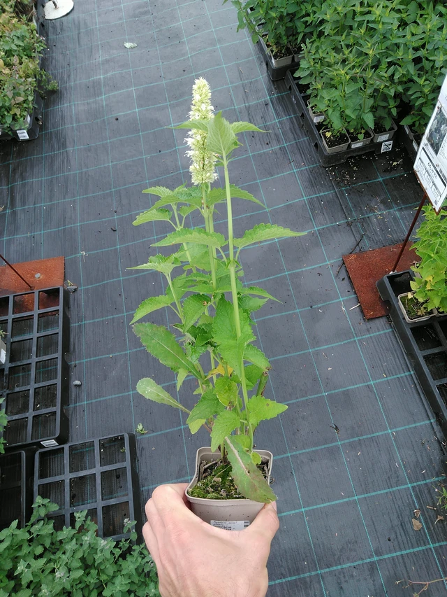 Iiso Alabaster - 28. 7. 2025