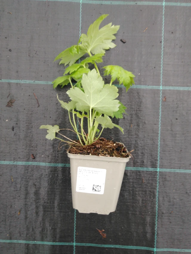 Ritarinkannus Benary’s Pacific Galahad - 10. 9. 2025