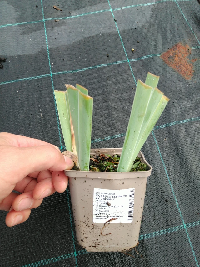 Kurjenmiekka Eleonor Roosevelt - 28. 7. 2025