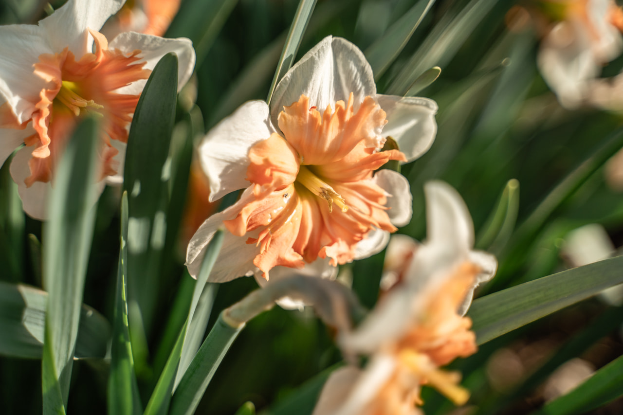 Narciso Shrike, Loukykvět