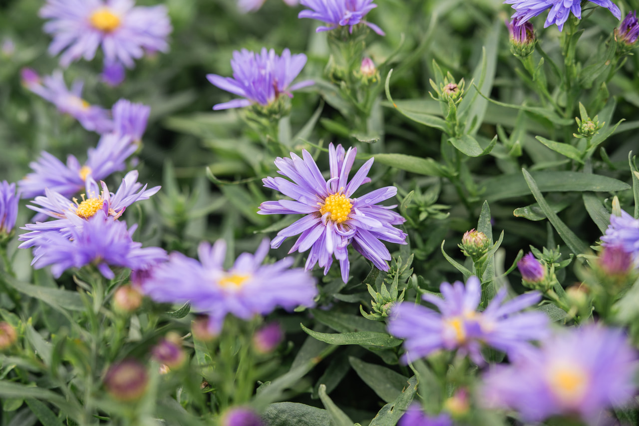 Aster novi-belgii Marie Ballard, Loukykvět