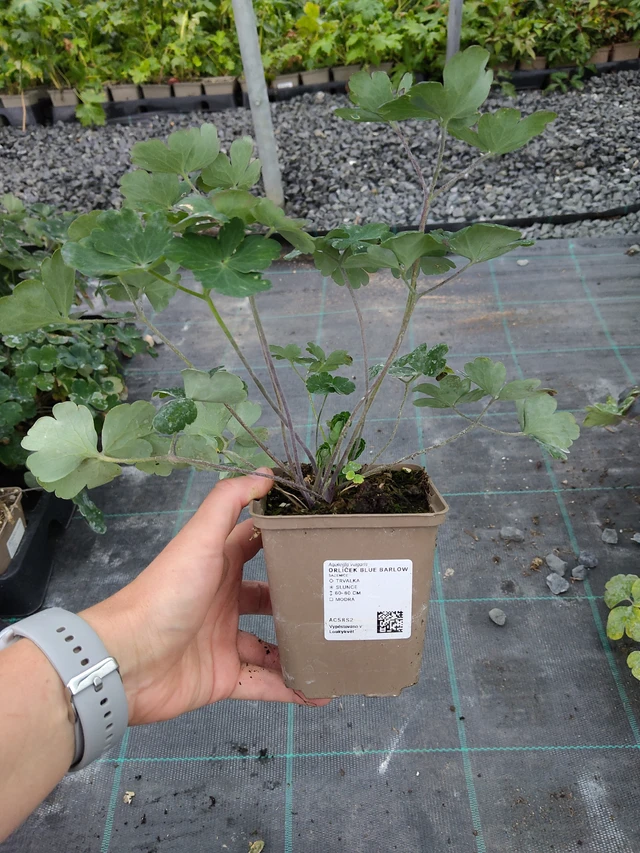 Lehtoakileija Blue Barlow - 10. 9. 2025