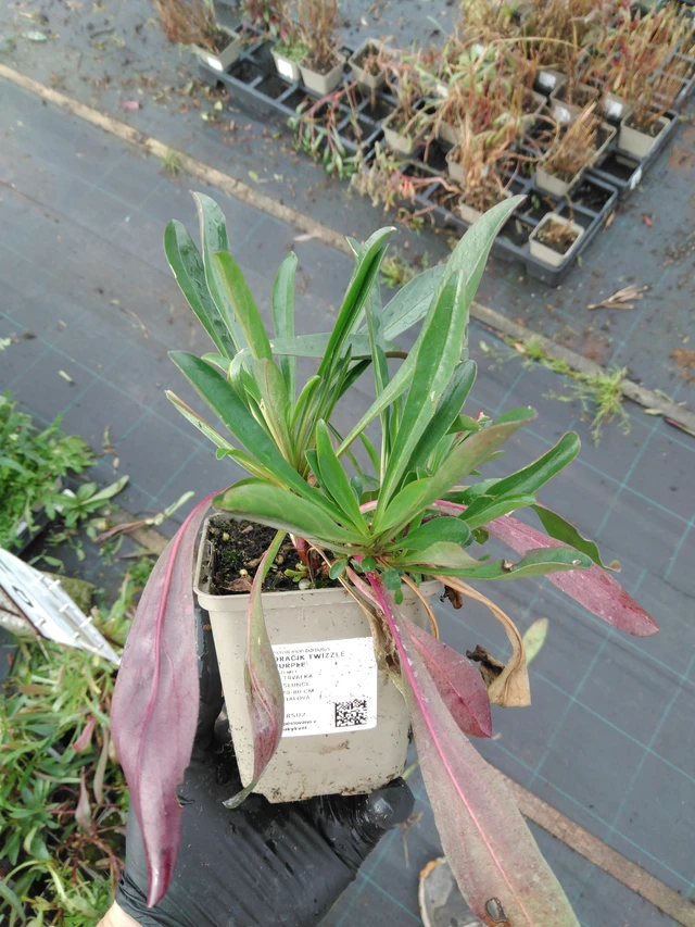 Partapipo Twizzle Purple - 23. 10. 2025