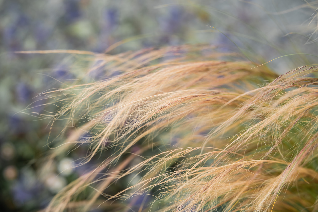 Hiushöyhenheinä, Loukykvět