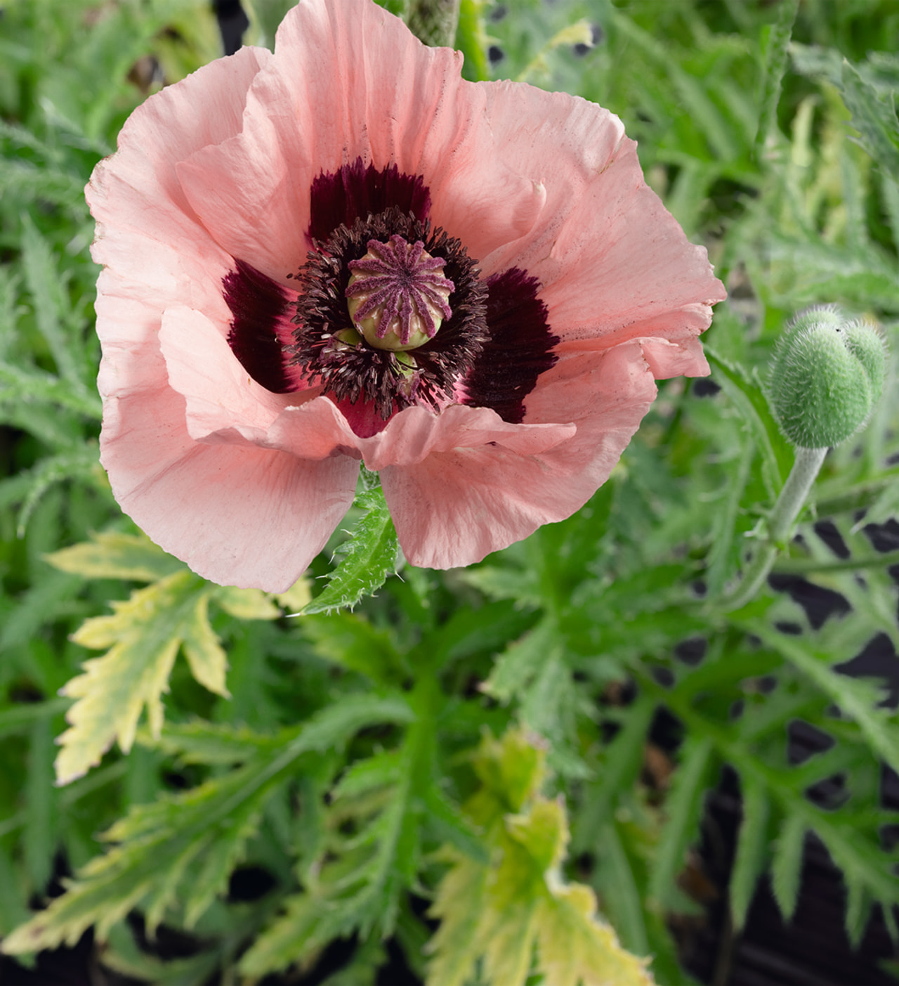 Idänunikko Coral Reef, Loukykvět