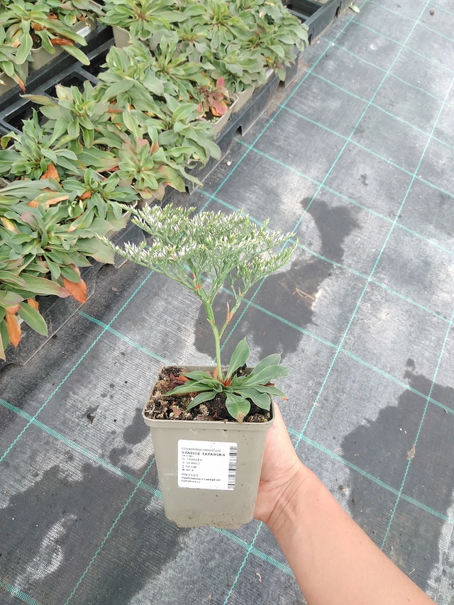 Limonium tataricum - 10. 9. 2025