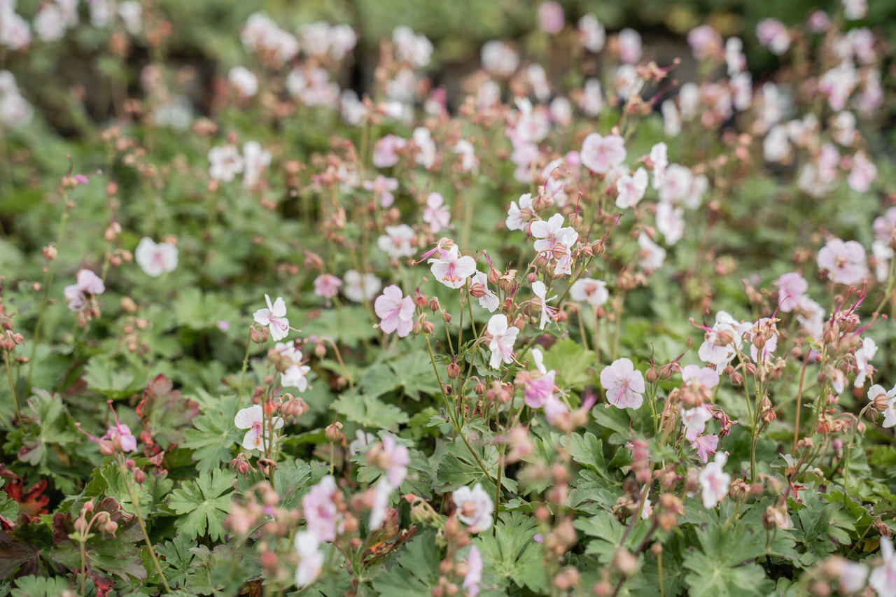 Peittokurjenpolvi Biokovo, Loukykvět