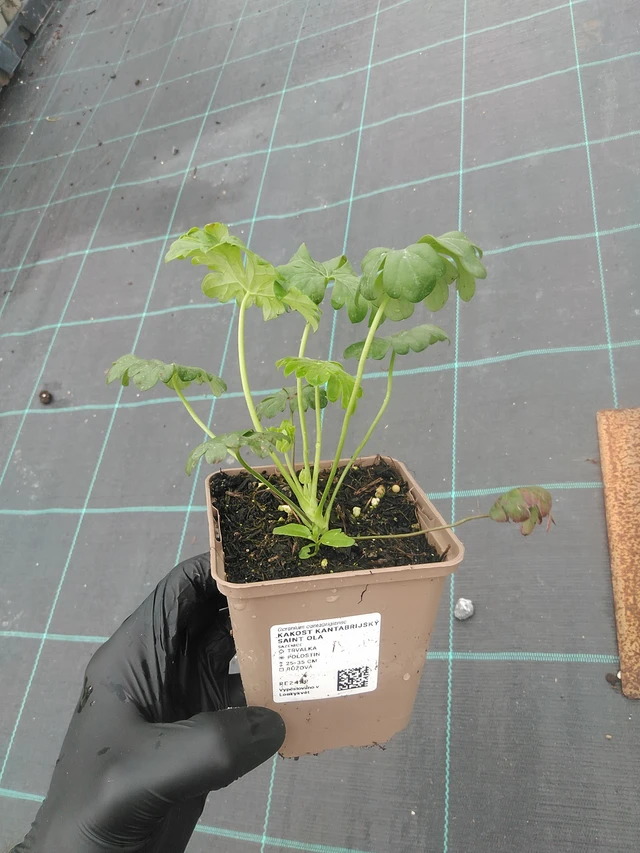 Geranio Saint Ola - 4. 8. 2025