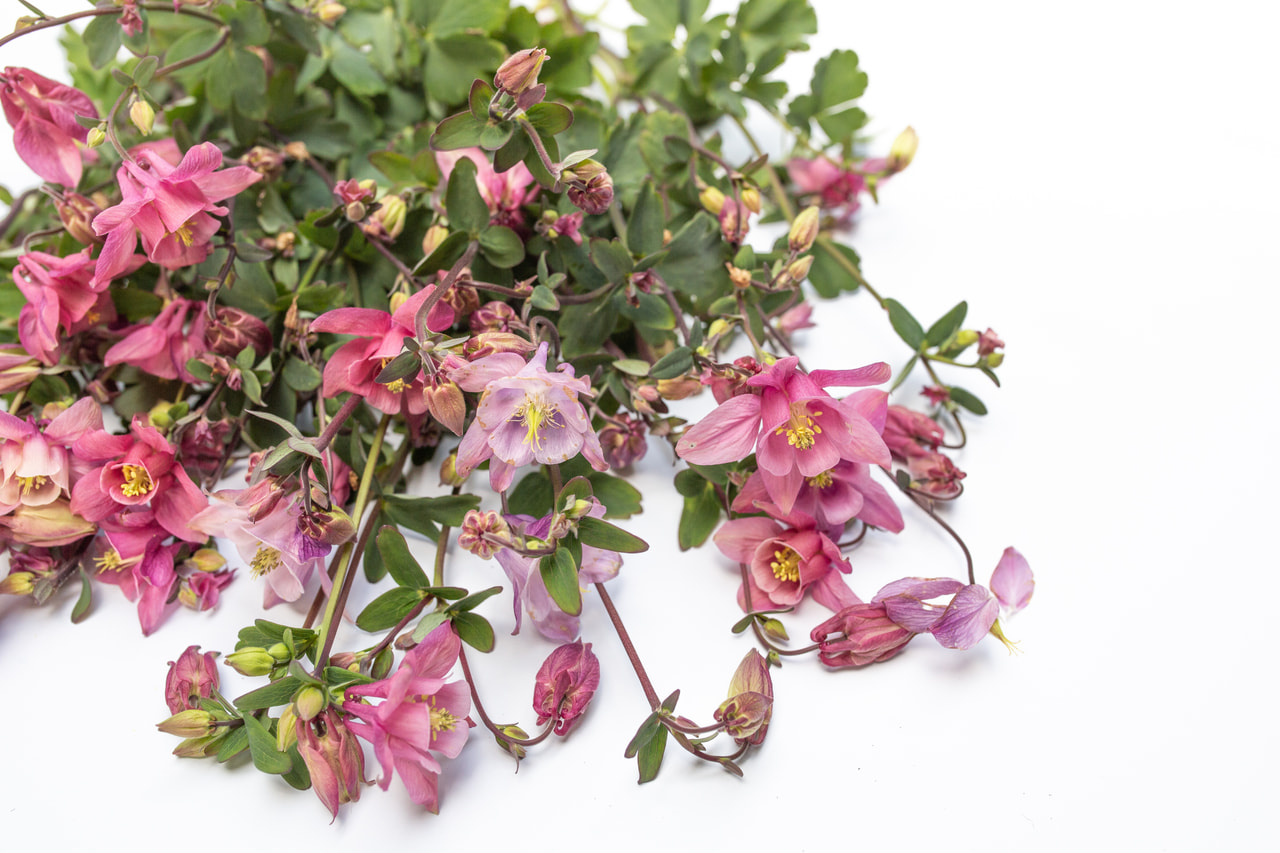 Akileija Heidi, Loukykvět