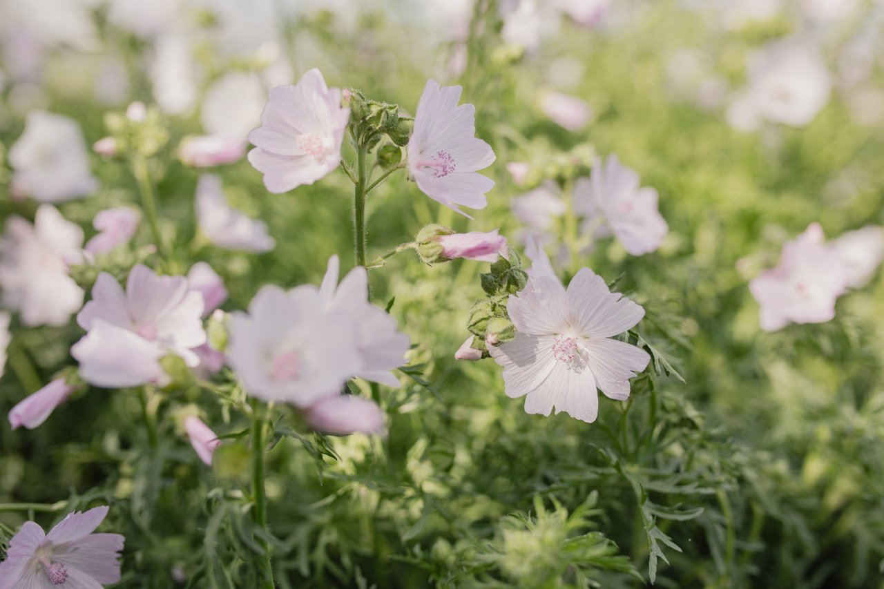 Myskimalva Appleblossom, Loukykvět