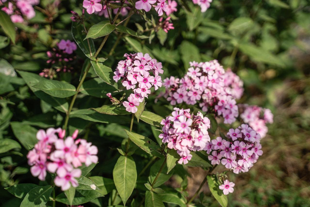 Leimu Sweet Summer Melody, Loukykvět