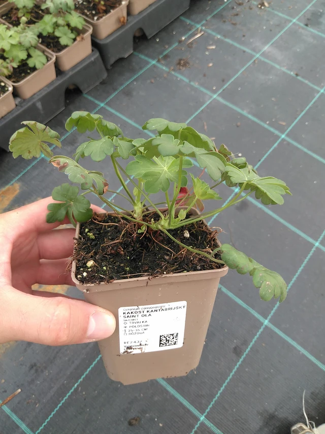 Geranio Saint Ola - 21. 7. 2025