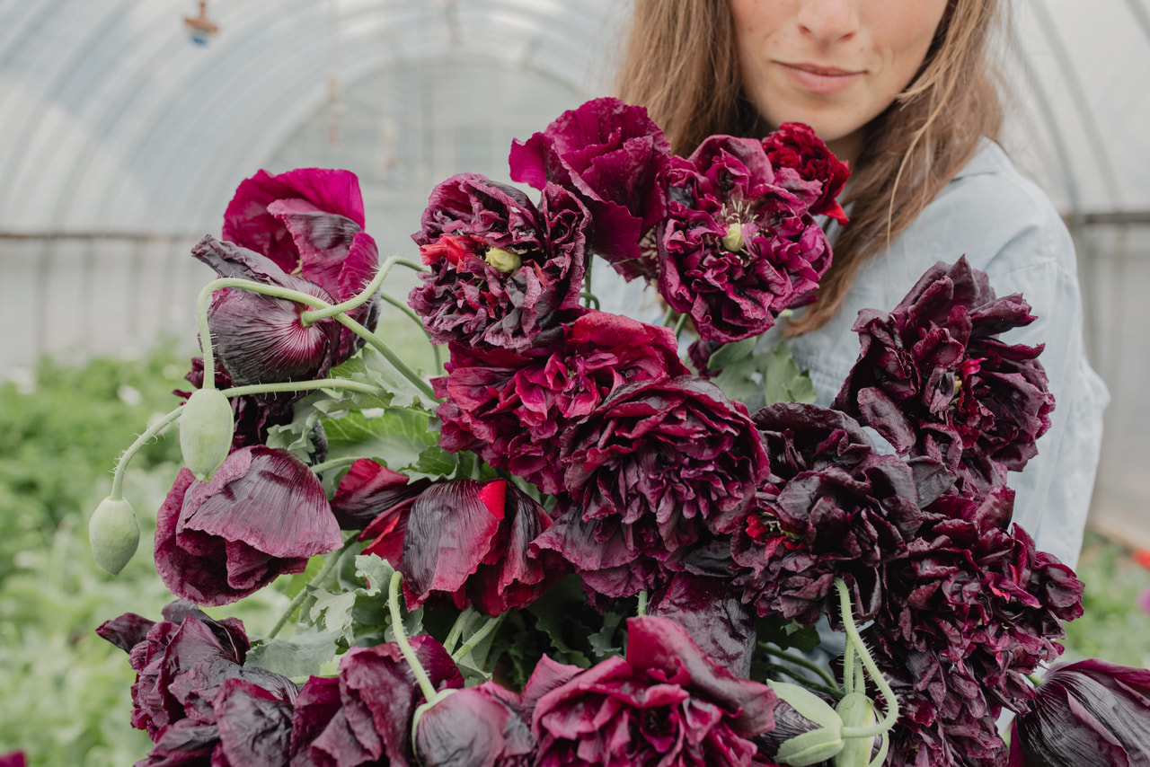 Pæonvalmue Black, Loukykvět