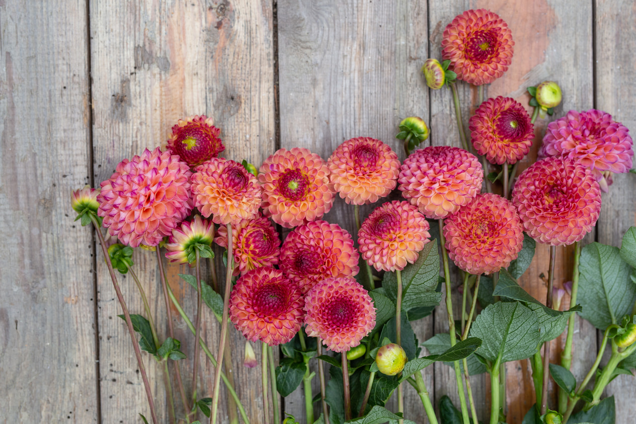 Daalia Burlesca, Loukykvět