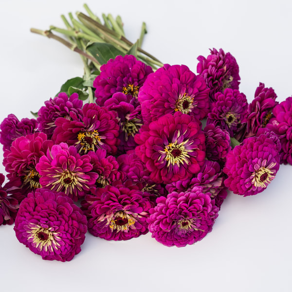 Cínie Benary’s Giant Purple, Loukykvět