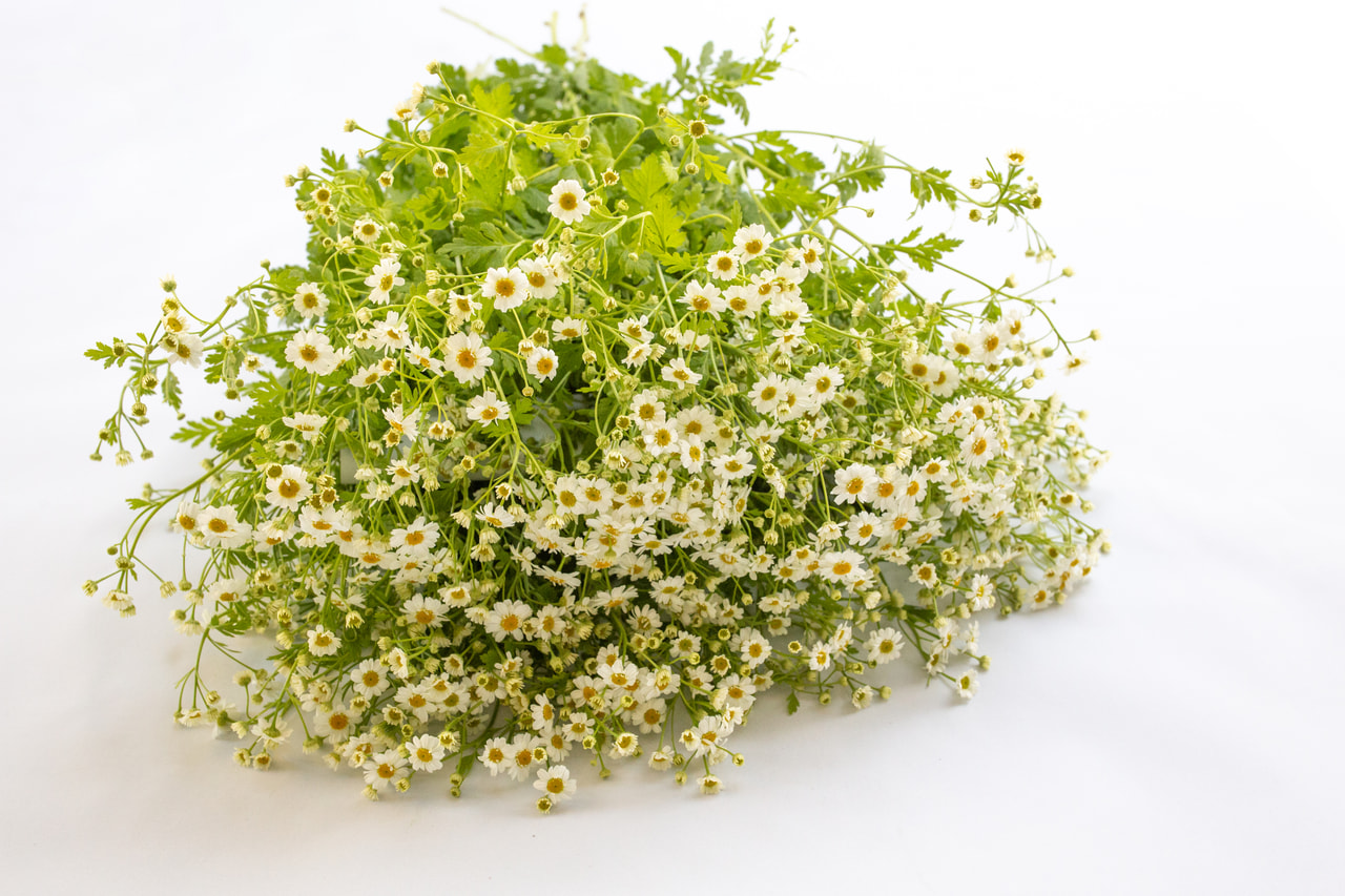 Reunuspietaryrtti Campagne, Loukykvět