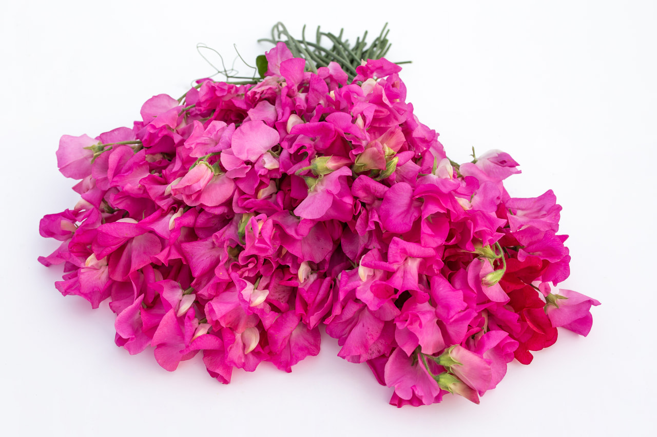 Lathyrus Winter Sunshine Rose, Loukykvět