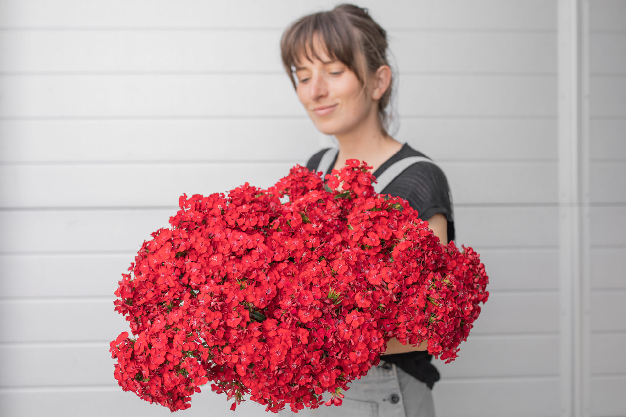 Clavel del poeta Sweet Scarlet, Loukykvět