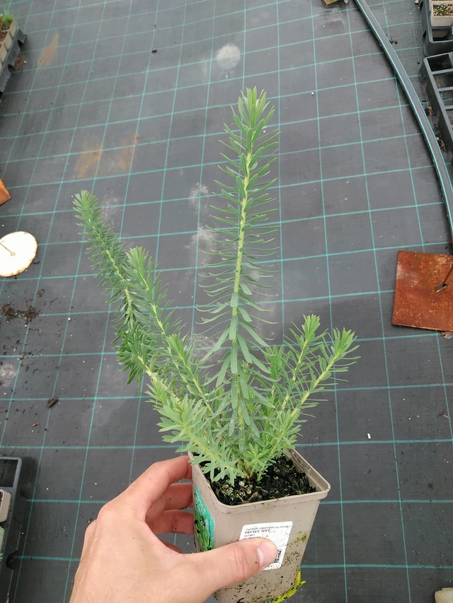 Euphorbia myrsinites - 28. 7. 2025