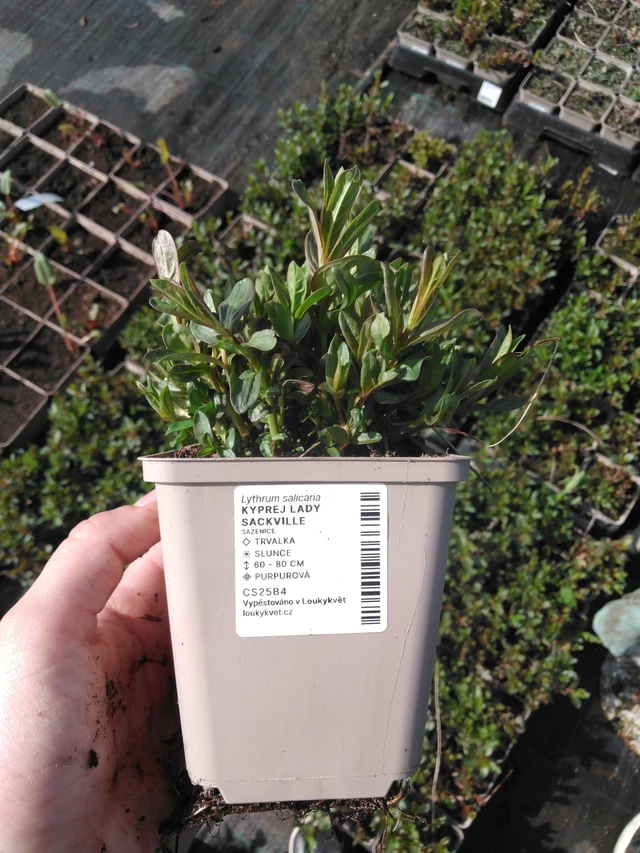 Rantakukka Lady Sackville - 2024