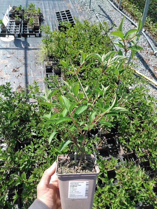 Syyshortensia Pink Diamond - 13. 5. 2025