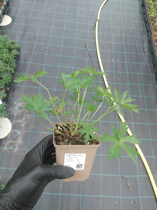 Kurjenpolvi Cloud Nine - 31. 7. 2025