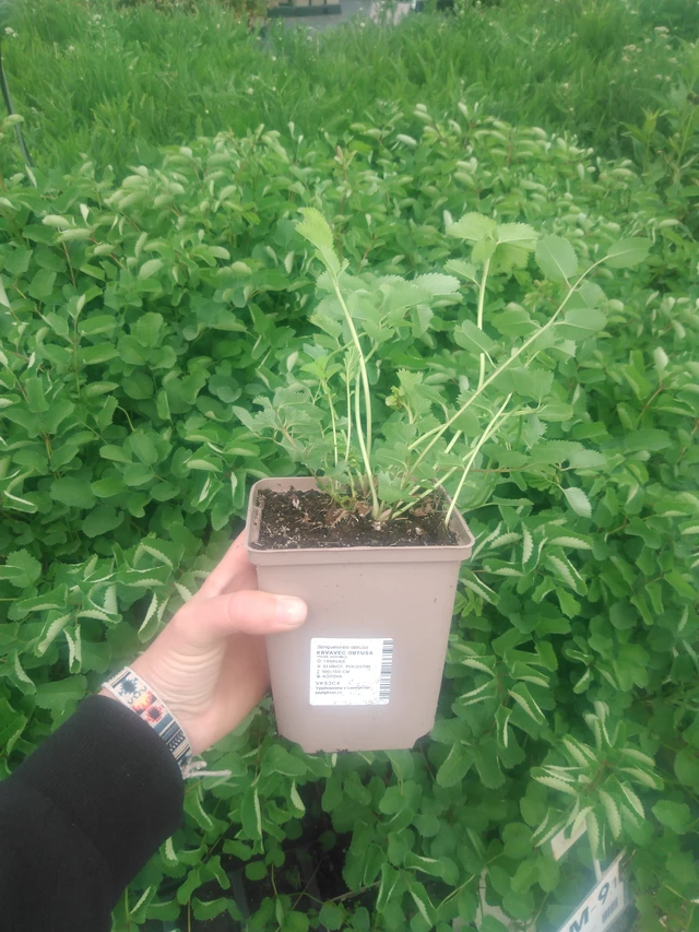 Japaninluppio - 2024