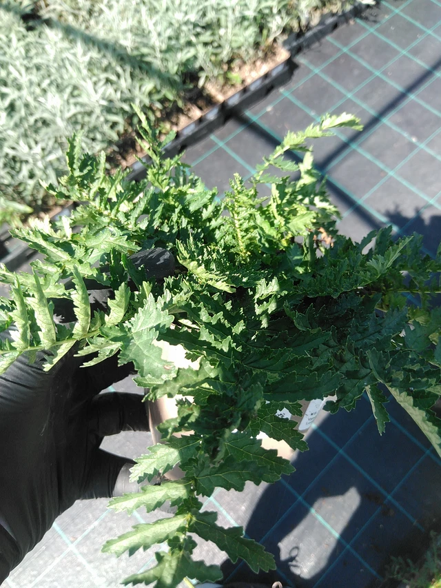 Filipéndula Plena - 19. 8. 2025