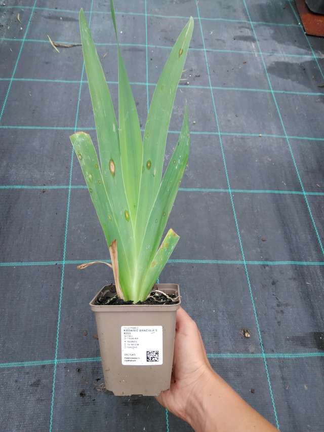 Kurjenmiekka Dracula's Kiss - 10. 9. 2025