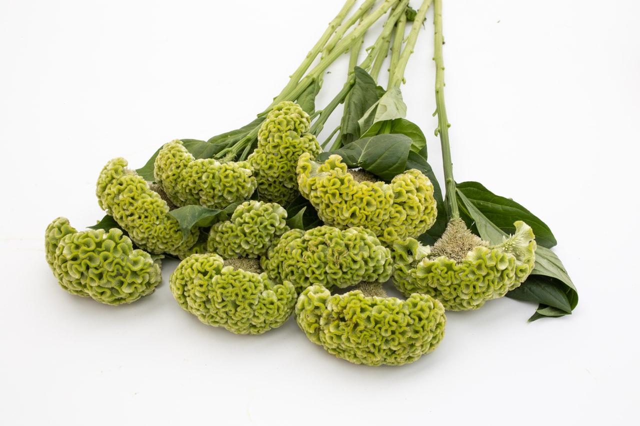 Celosia Act Verda Green, Loukykvět