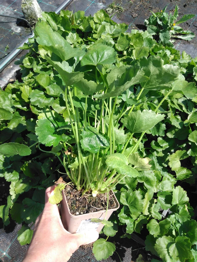 Sidalcea Brilliant - 13. 5. 2025