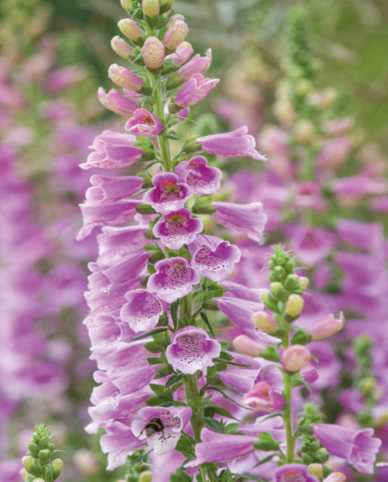 Sormustinkukka Dalmatian Rose, Loukykvět