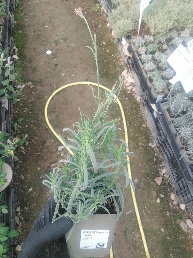 Laventeli Edelweiss - 10. 9. 2025