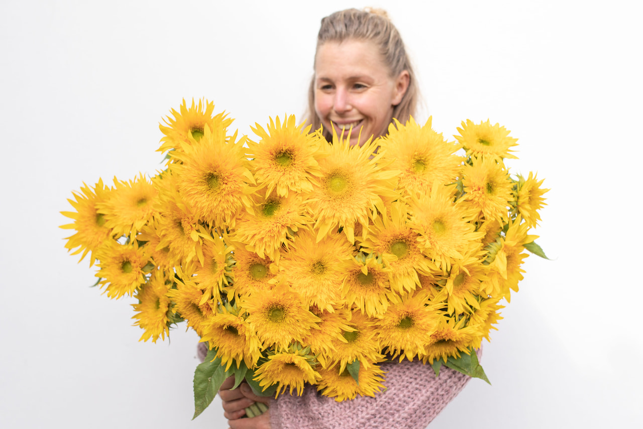 Zonnebloem Double Sunking, Loukykvět