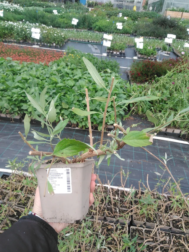 Caryopteris Heavenly Blue - 2024