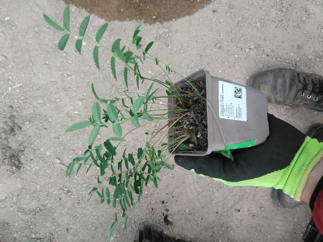 Sanguisorba Pink Tanna - 8. 4. 2025