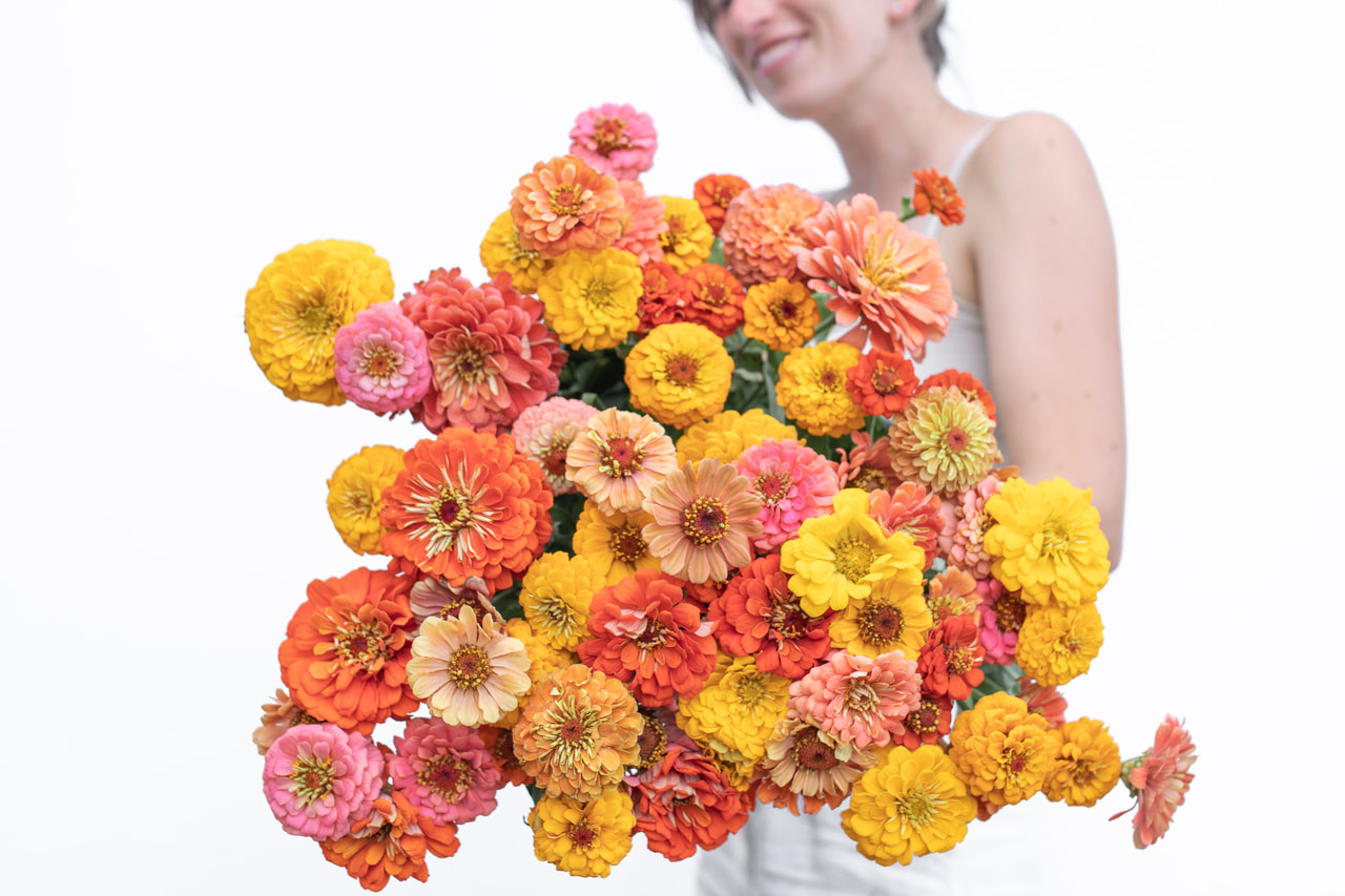 Zinnia Summer Shades Mix, Loukykvět