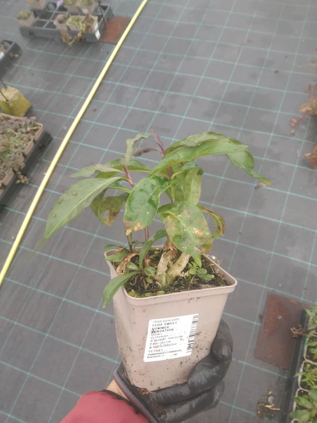 Syysleimu Sweet Summer Sensation - 23. 10. 2025