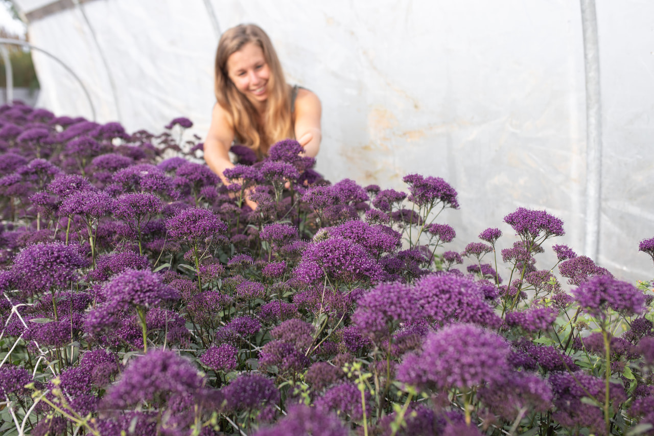 Leliebelle Lake Michigan Purple, Loukykvět