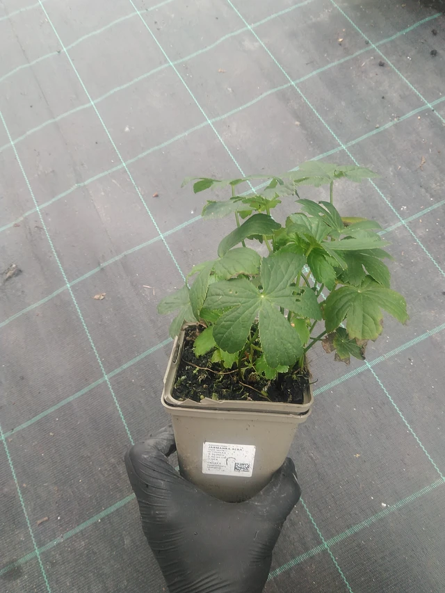 Tähtiputki Alba - 10. 9. 2025