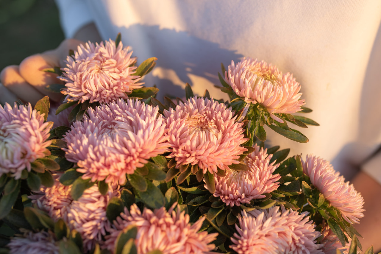 Kiinanasteri Lady Coral Salmon, Loukykvět