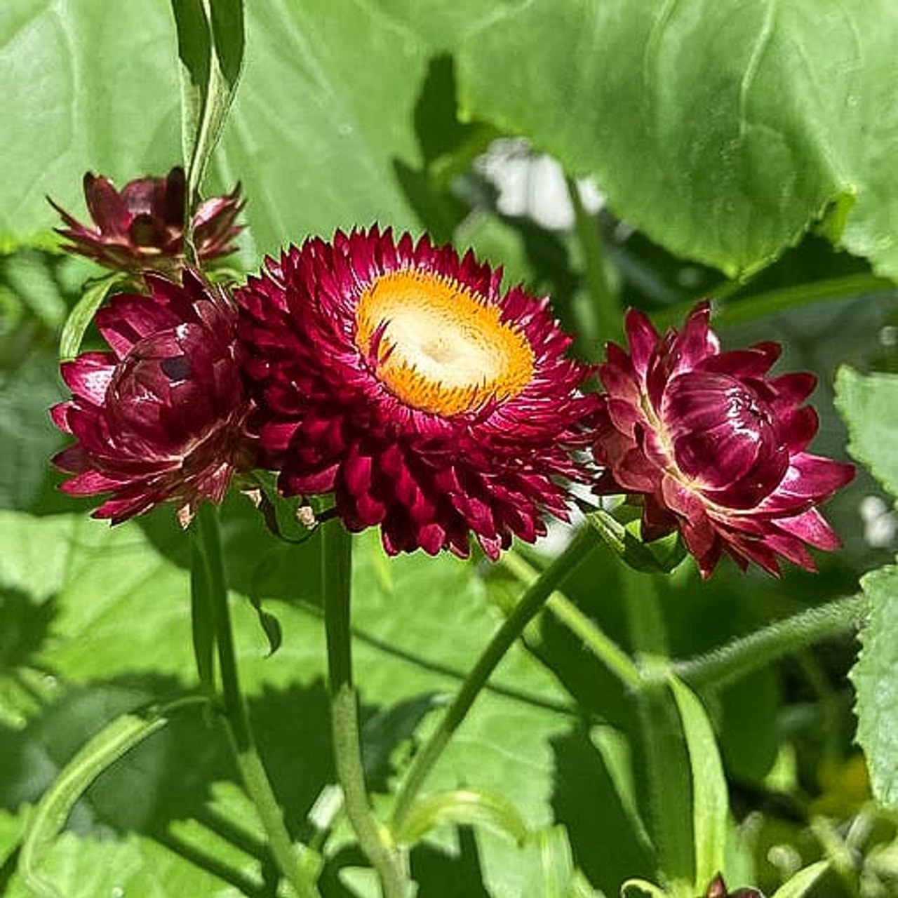 Olkikukka Copper Red, Loukykvět