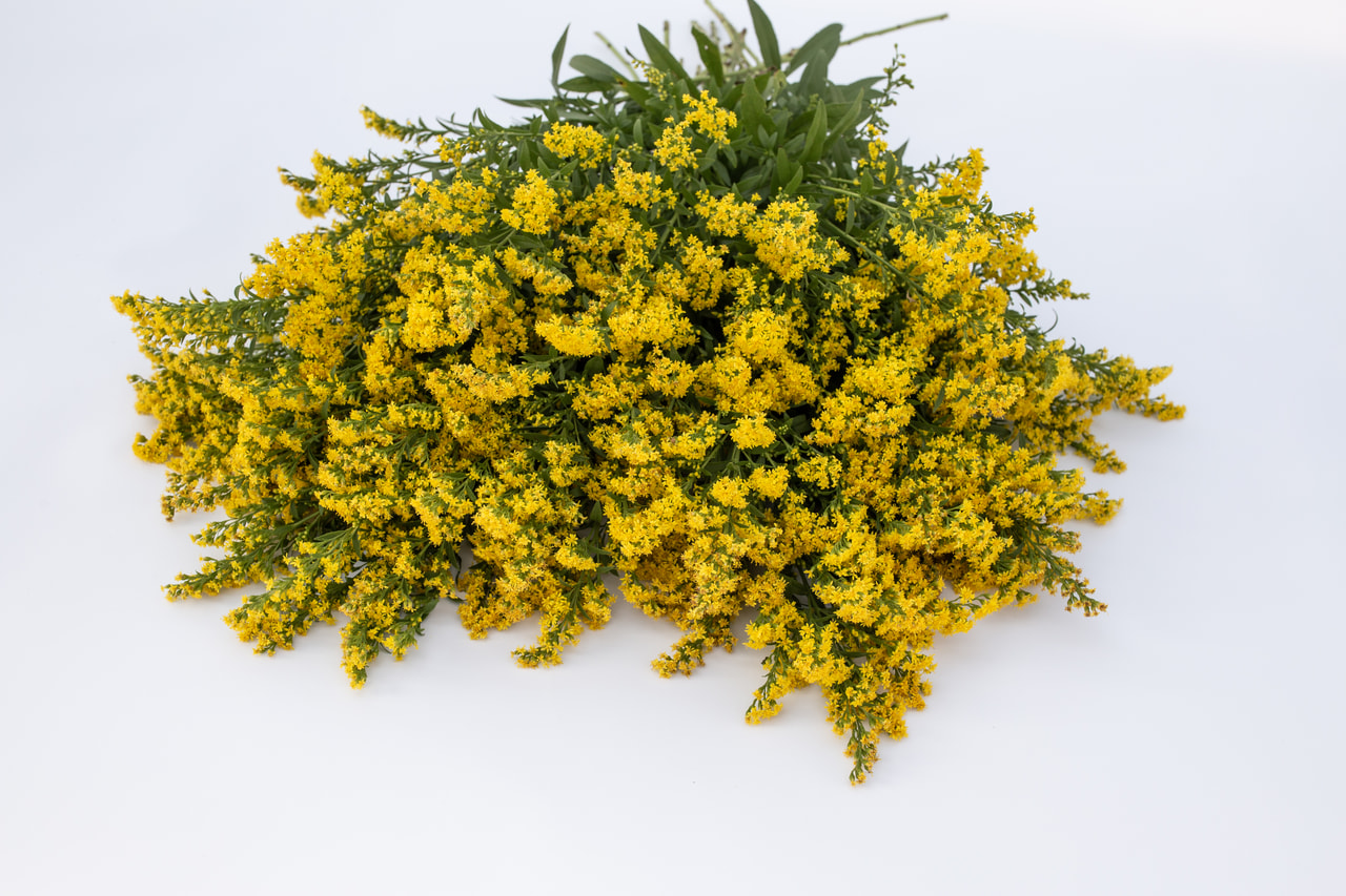 Piisku Golden Glory, Loukykvět