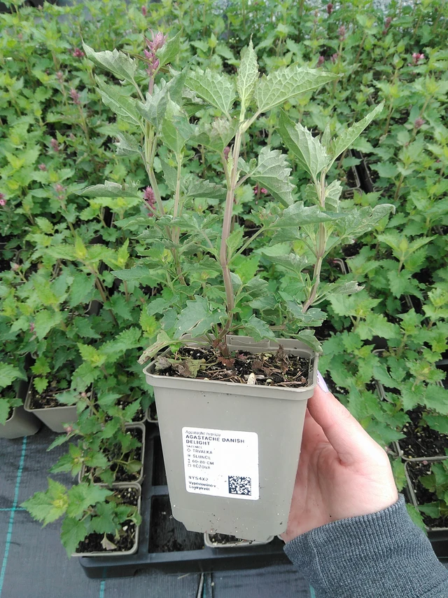 Agastache Danish Delight - 9. 6. 2025