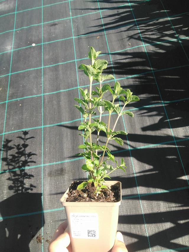 Salvia Dancing Dolls - 30. 6. 2025