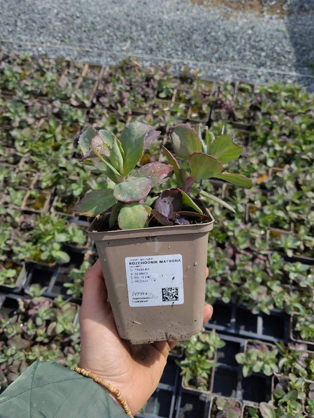 Sedum Matrona - 21. 4. 2026