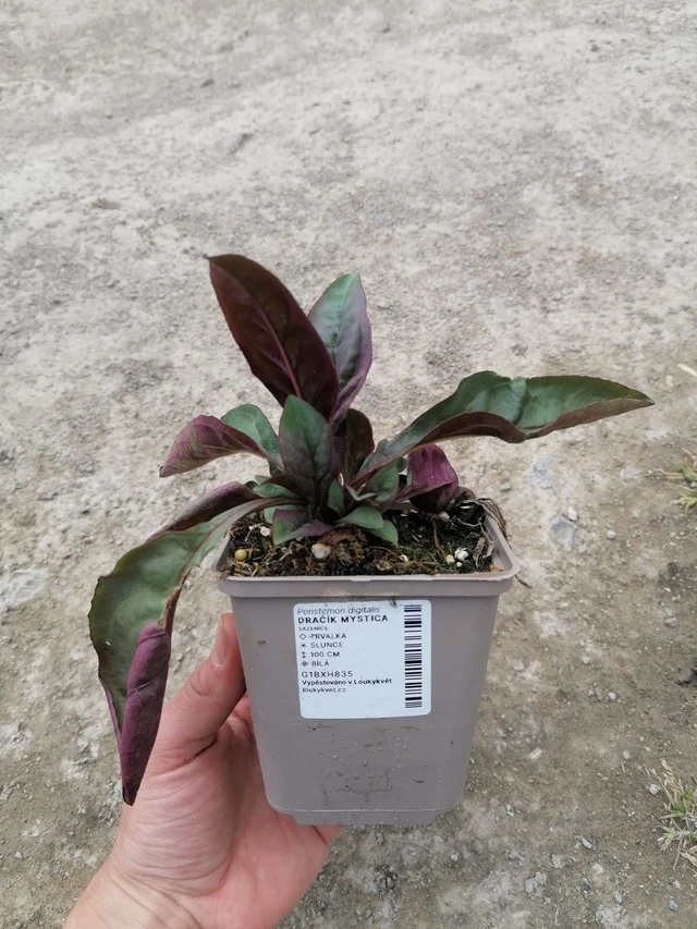 Sormipipo Mystica - 2024